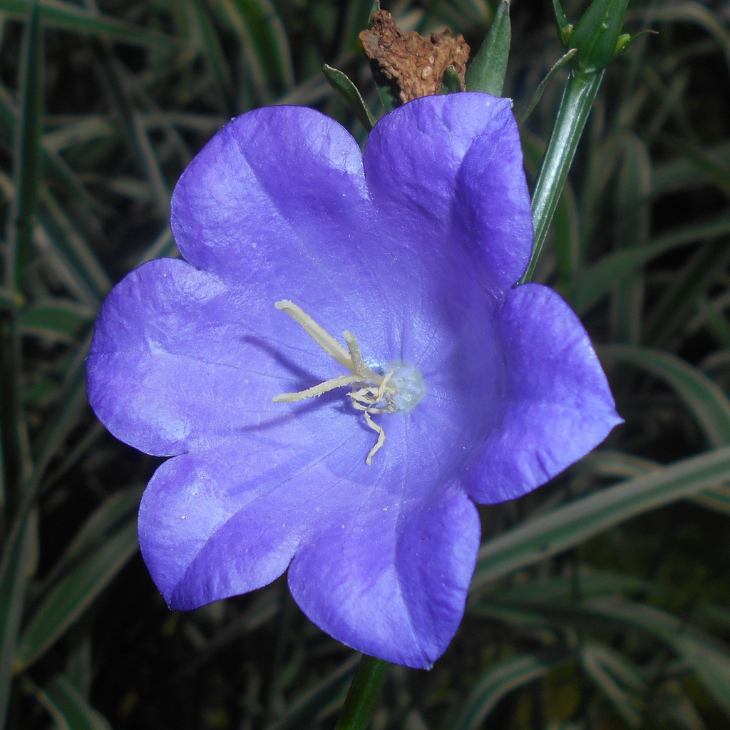 Closeup of flower