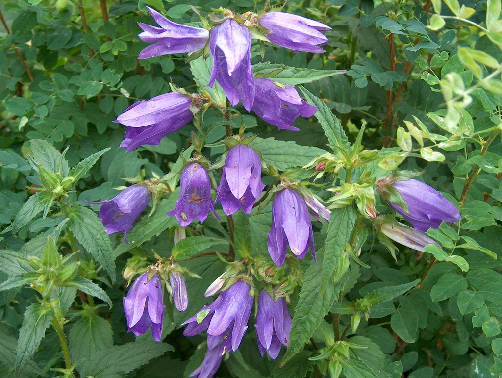 Flower and upper leaves