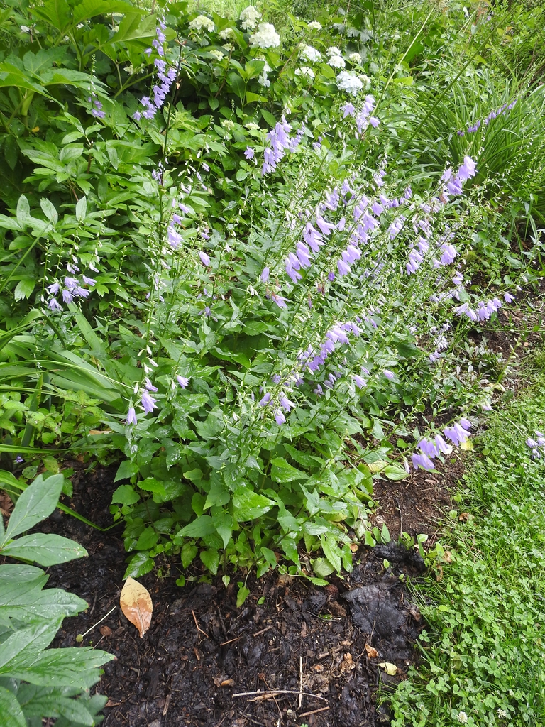 Campanula trachelium form