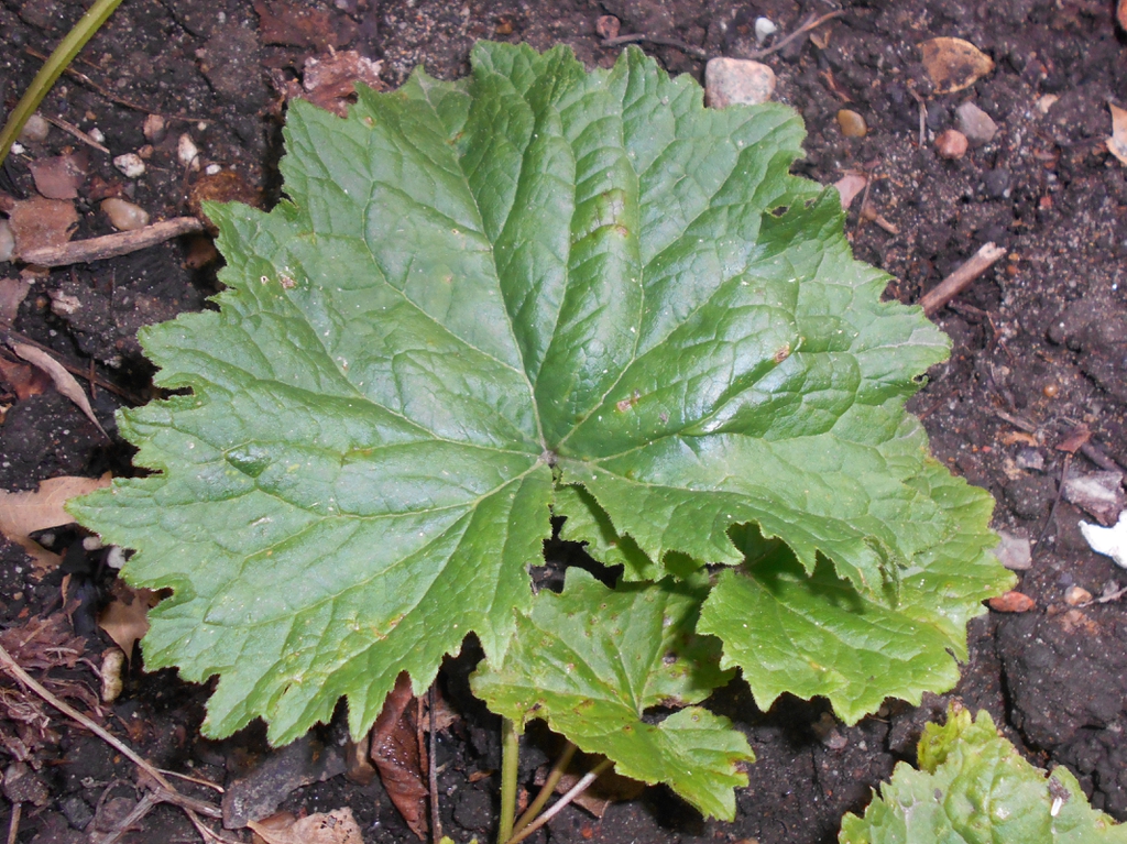 Basal Leaves