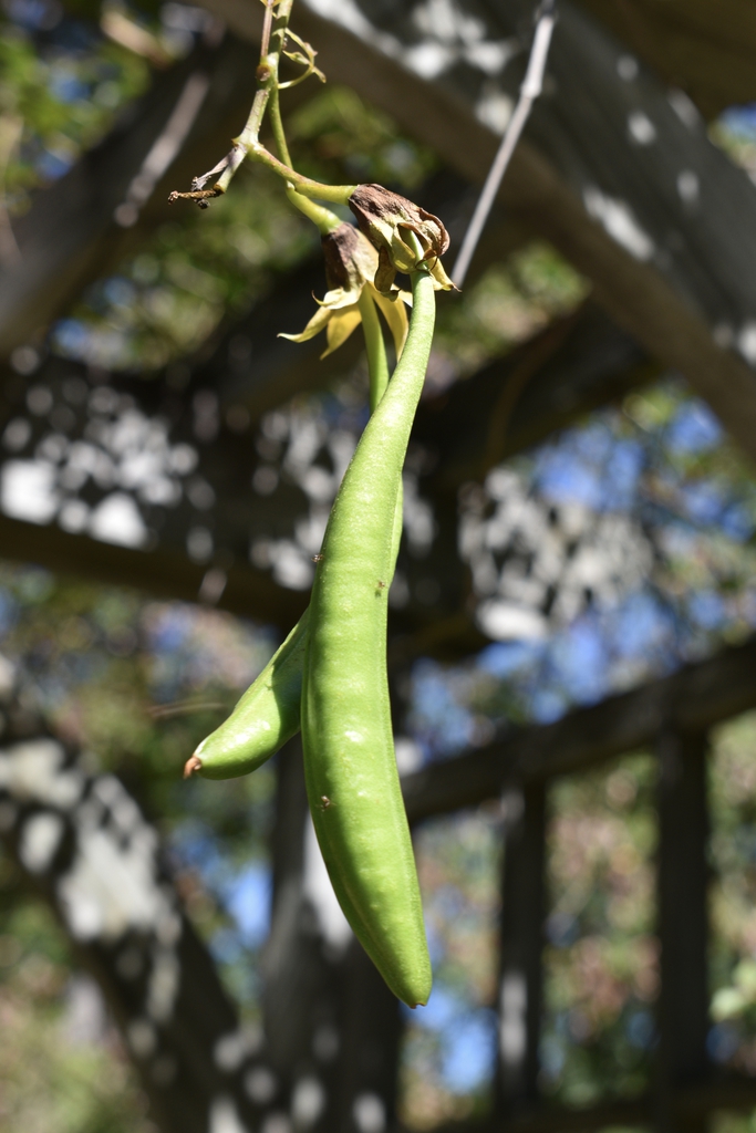Seed Pods - Fall - Moore Co., NC