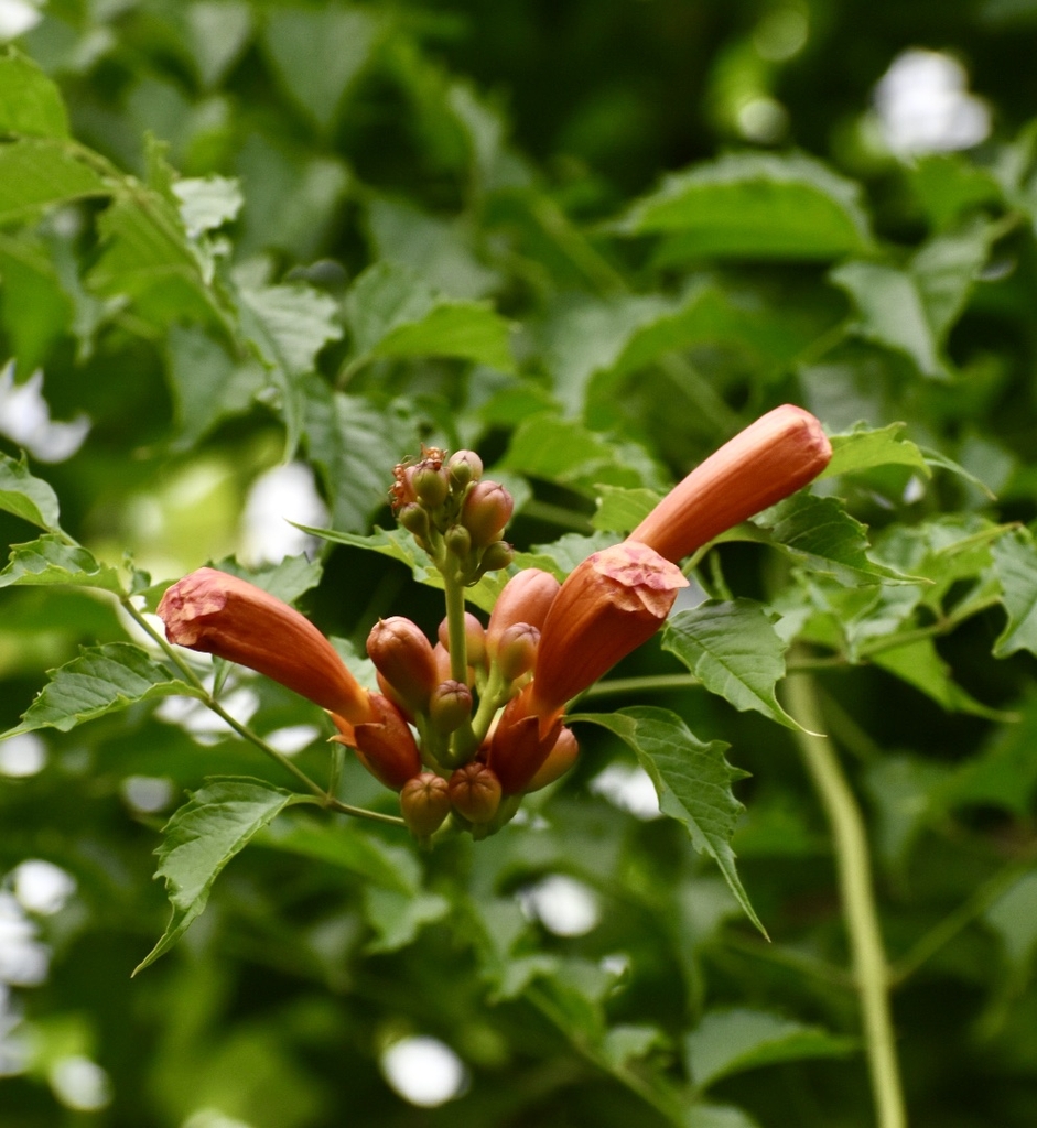 Flowers/Buds/Leaves - June - Warren Co., NC