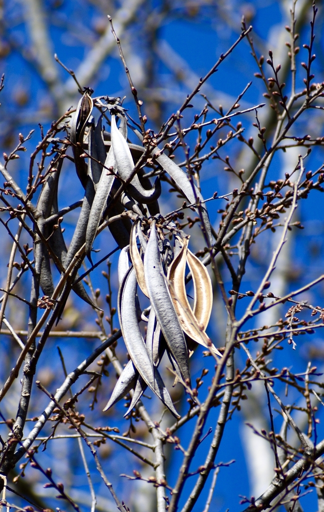 Seed Pods - February - Halifax Co., NC