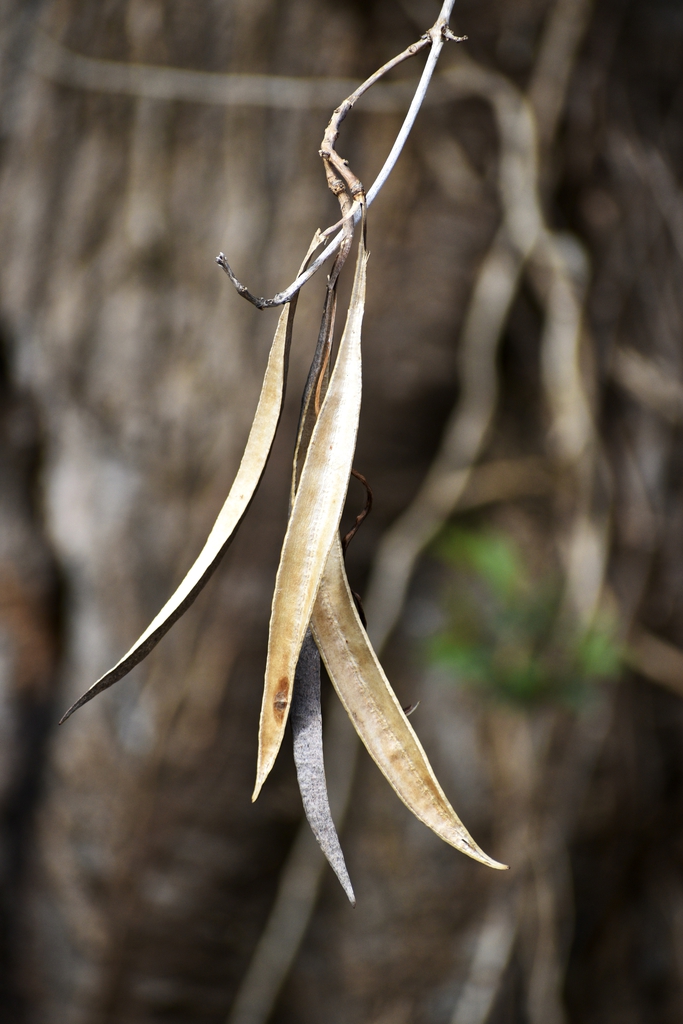 Seed pods - March - Halifax Co., NC