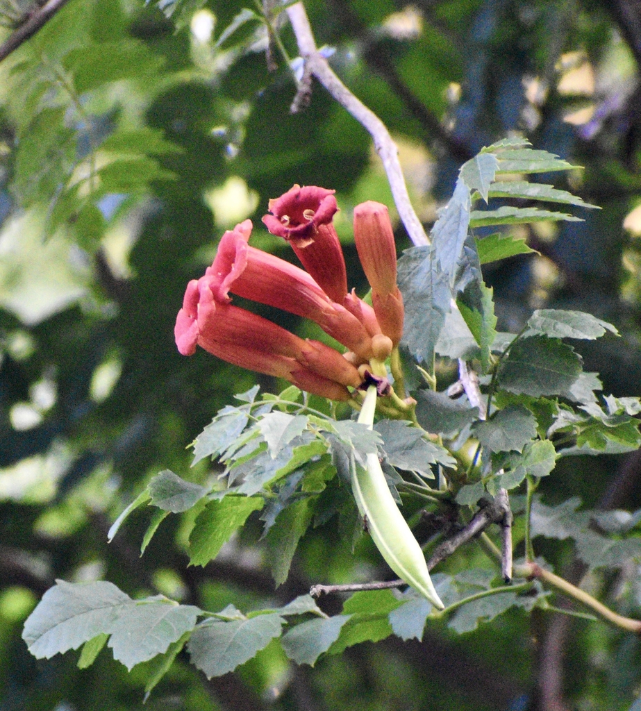 Flowers & Seedpod - July 31 - Warren Co., NC