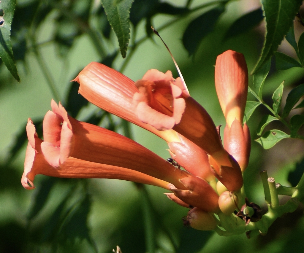 Orange trumpet like flowers