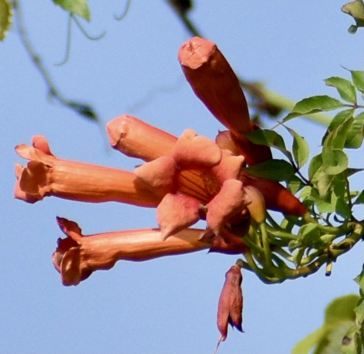 Flowers - Closeup- July 31 - Warren Co., NC