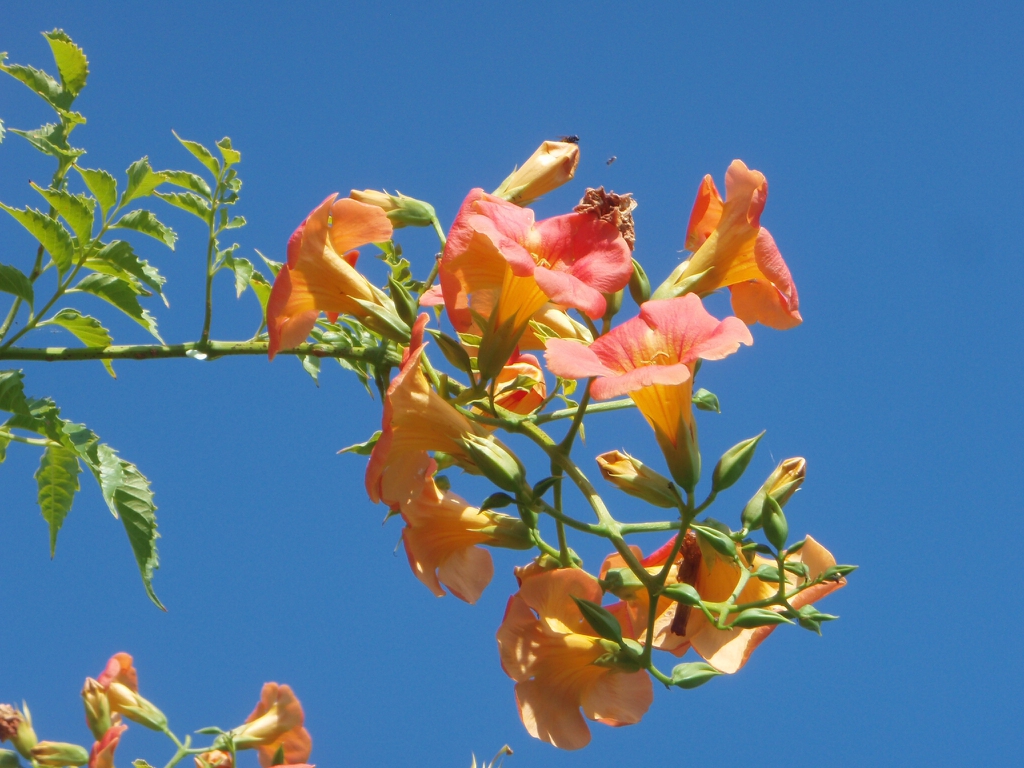 'Morning Calm' Flower