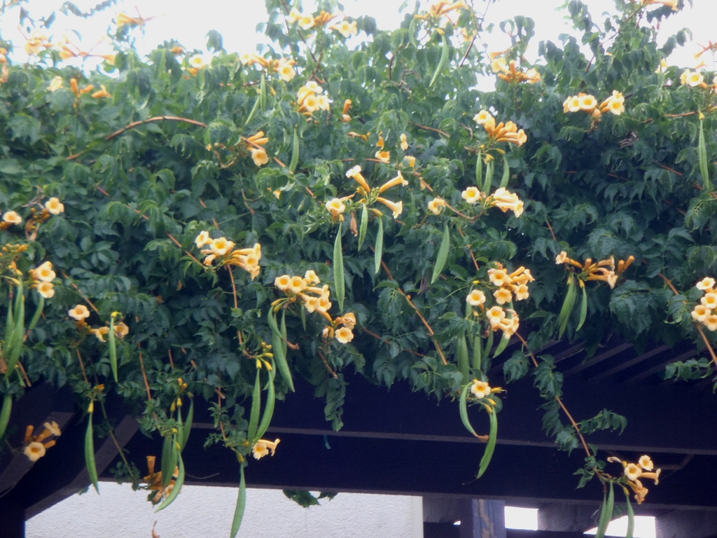 Campsis radicans