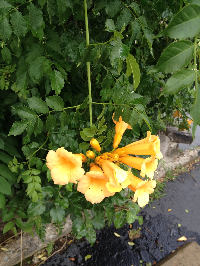 Campsis radicans