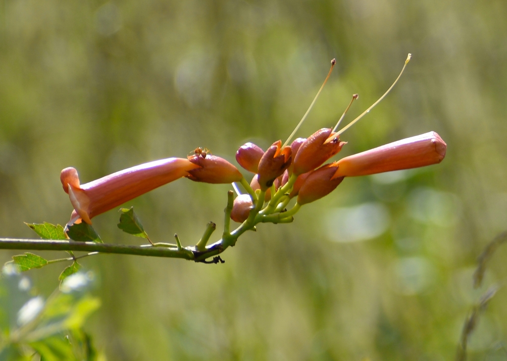 Orange trumpet like flowers