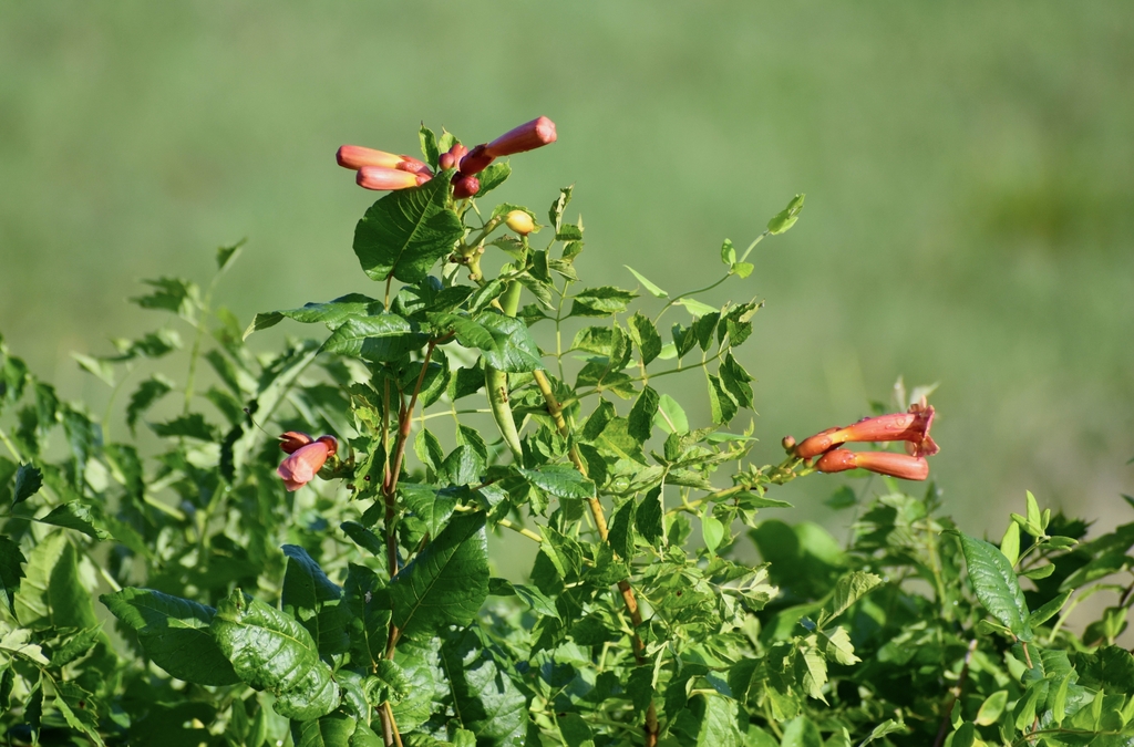 Leaves pinnately compound with serrated margins