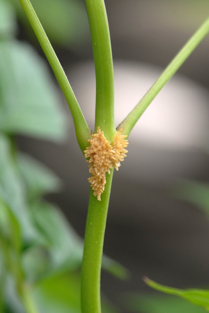 Campsis radicans