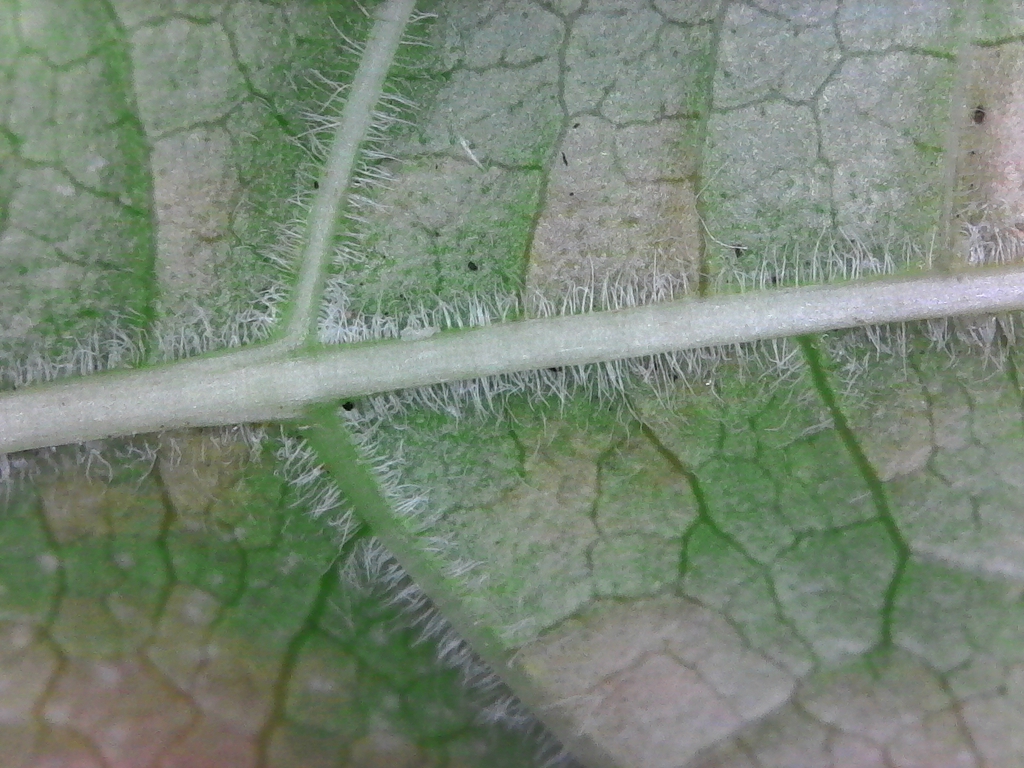 leaf closeup of underside of leaf showing hairy pubescence
