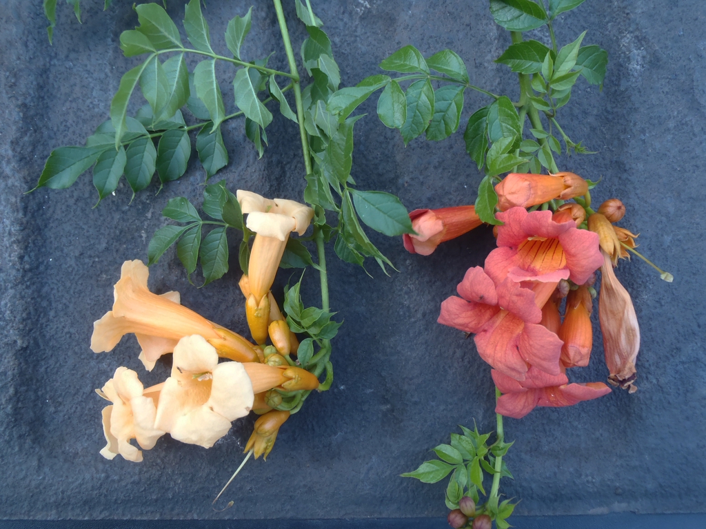 Campsis radicans