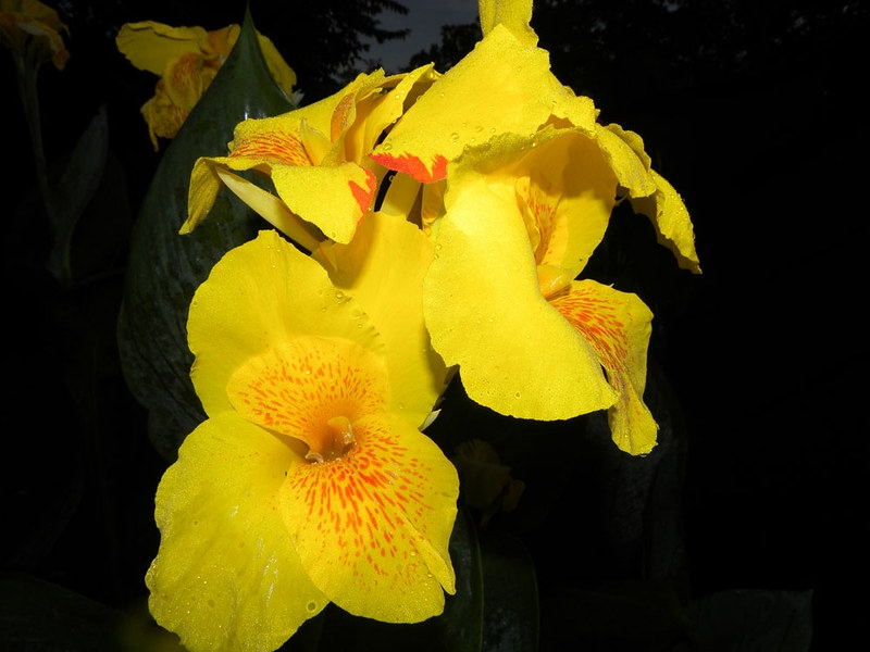 Yellow flowers with orange speckles.
