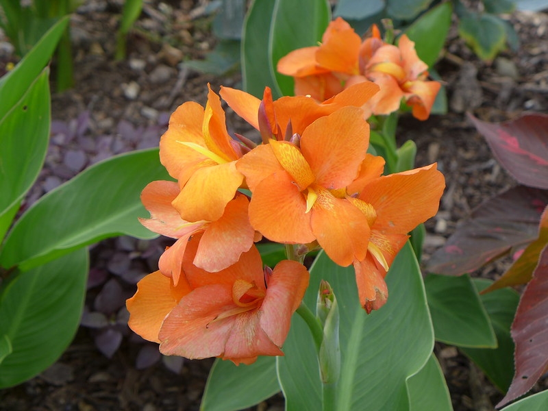 Upright shoots with large leaves and terminal orange flowers