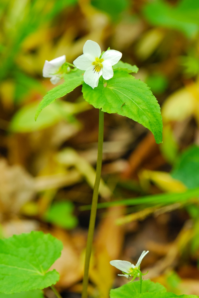 Canada Violet Viola canadensis