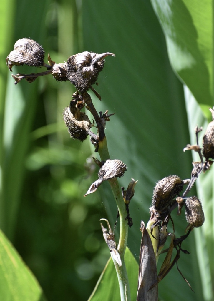 Canna glauca