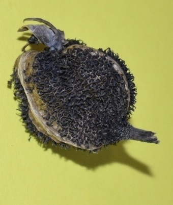 spiky, and round brown capsule