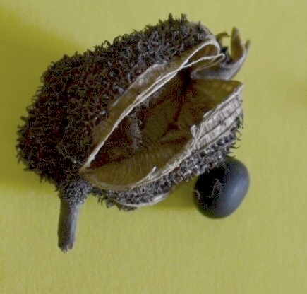 spiky, and round brown capsule  with round seeds