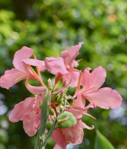 Canna glauca