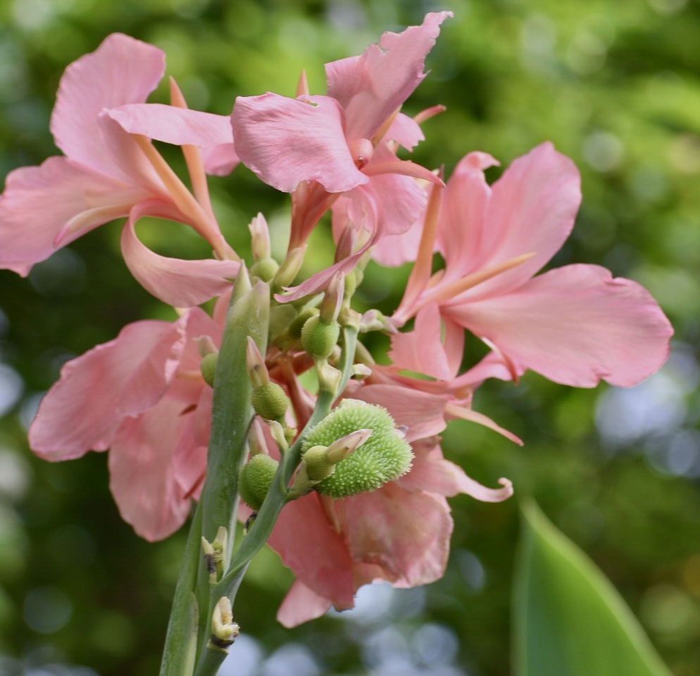 Flower & Fruit - Summer - Warren Co., NC