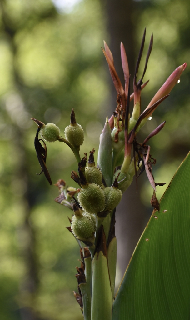 Canna glauca
