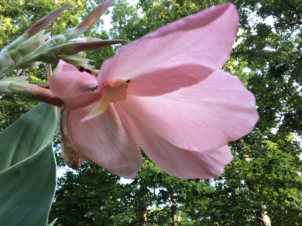 summer blossom, Wake County, NC