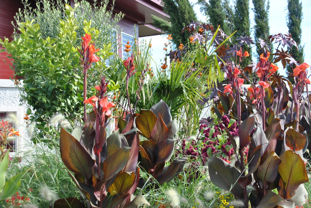 Plants