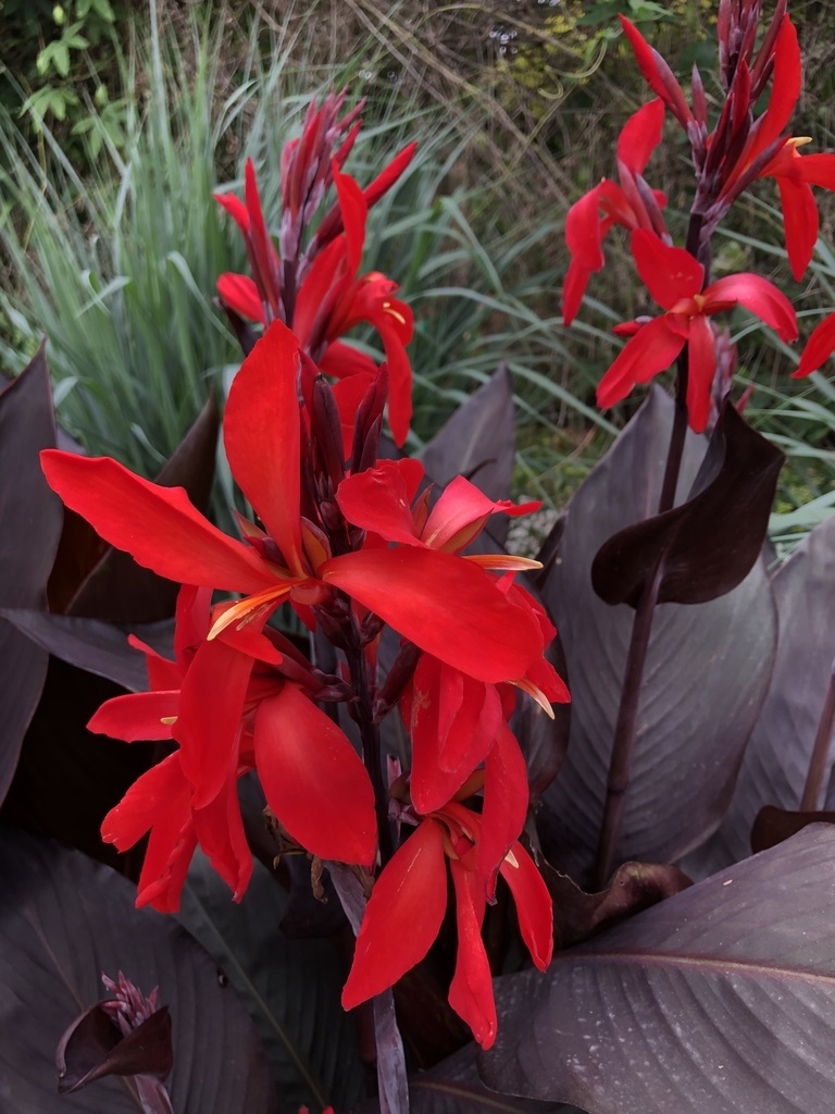 Red Futurity - Form at Juniper Level Botanic Garden (Wake Coun,