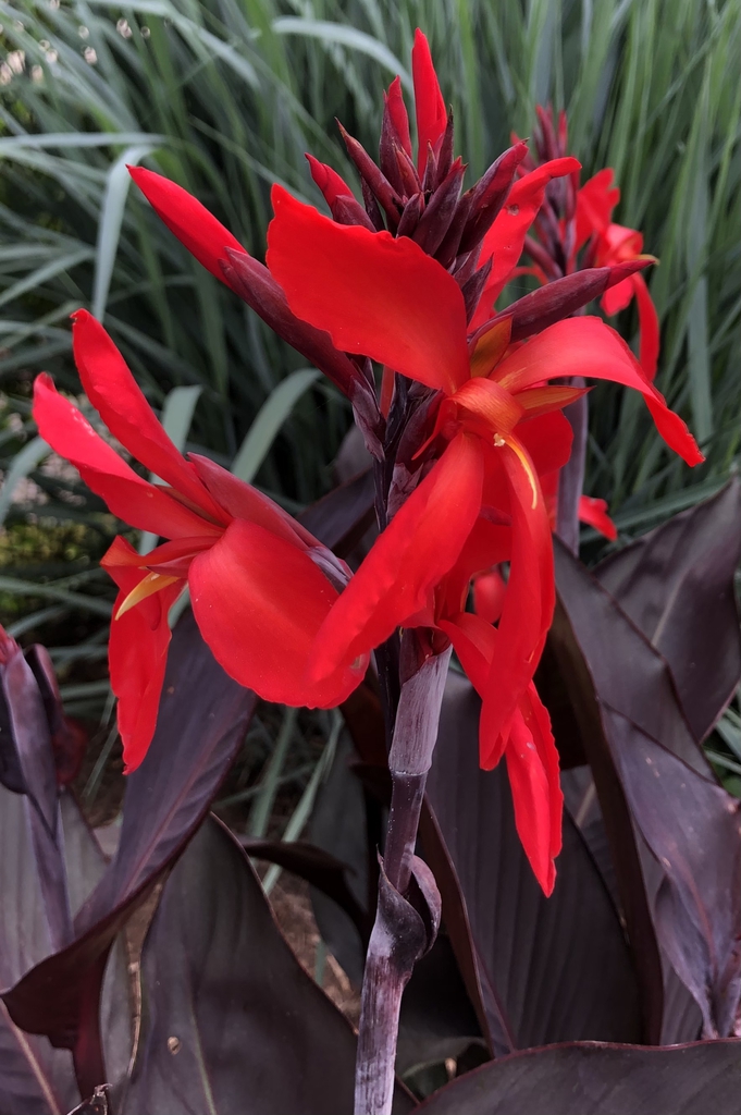 Red Futurity - Form at Juniper Level Botanic Garden (Wake Cou