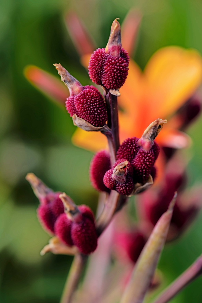 Pods