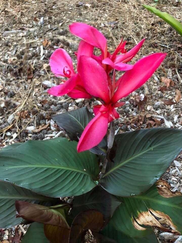 form, Wake County, NC