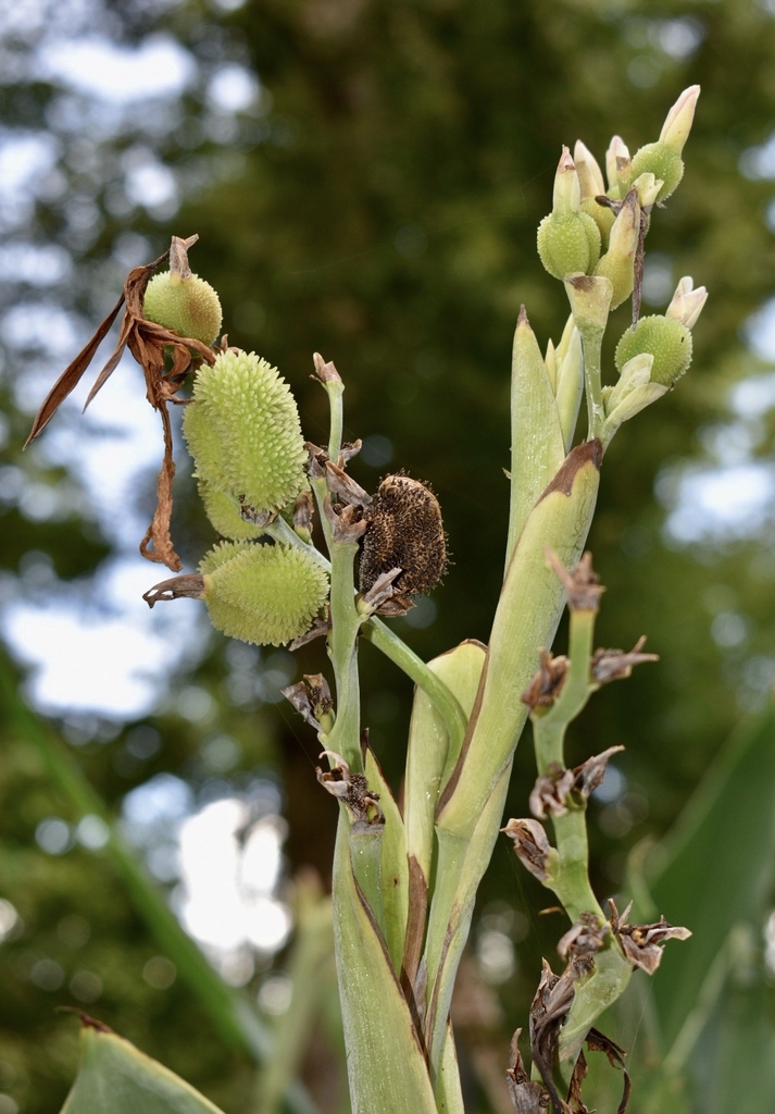 Seed Pods - Summer - Warren Co., NC