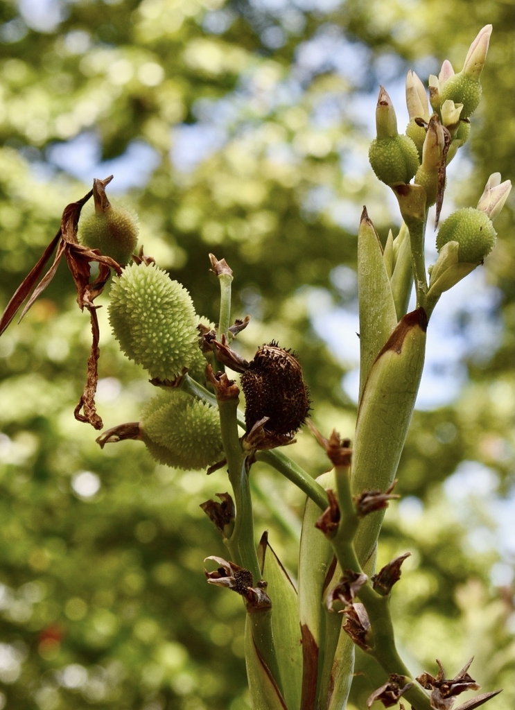 spiky, and round green capsule that forms on the flower stalk