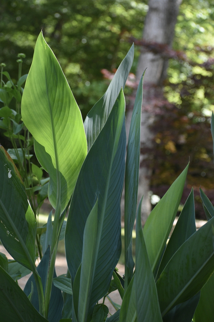 Leaves