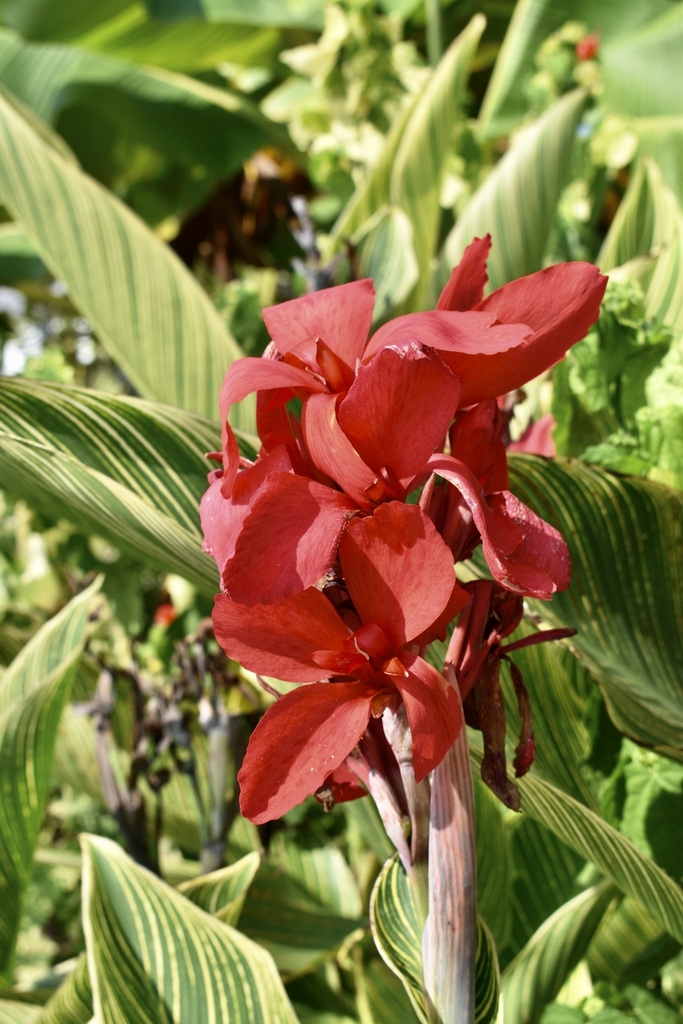 Leaves variegated with yellow veins. Flowers red.