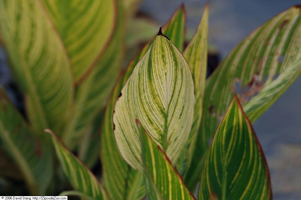 Leaves variegated with yellow veins.