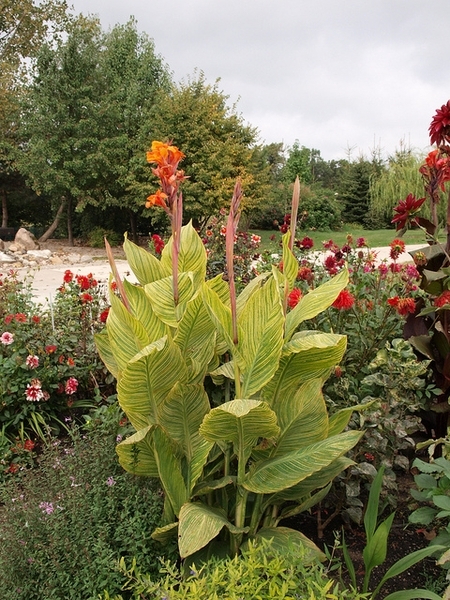 Yellow-veined leaves. Orange flowers.