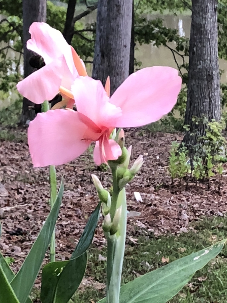 'Panache' flowers and buds, Warren County, NC