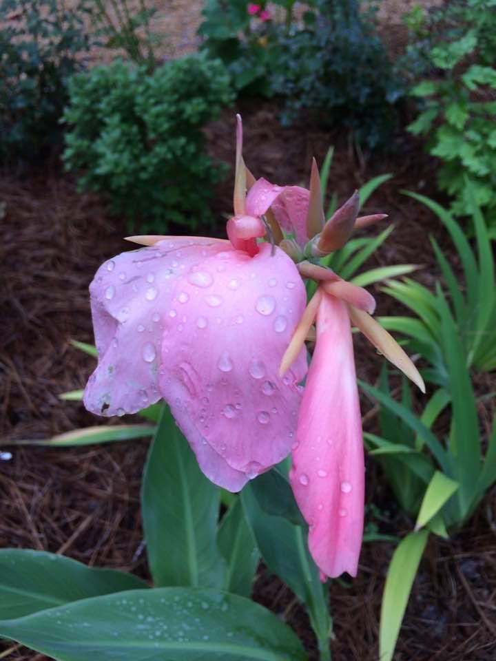 'Panache' flower