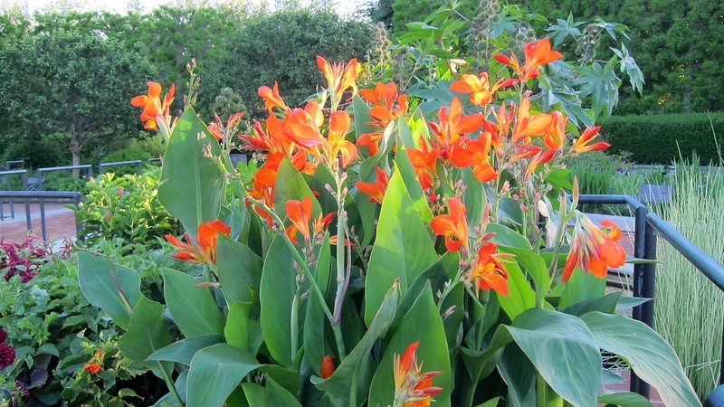 Upright shoots with large leaves and terminal orange flowers