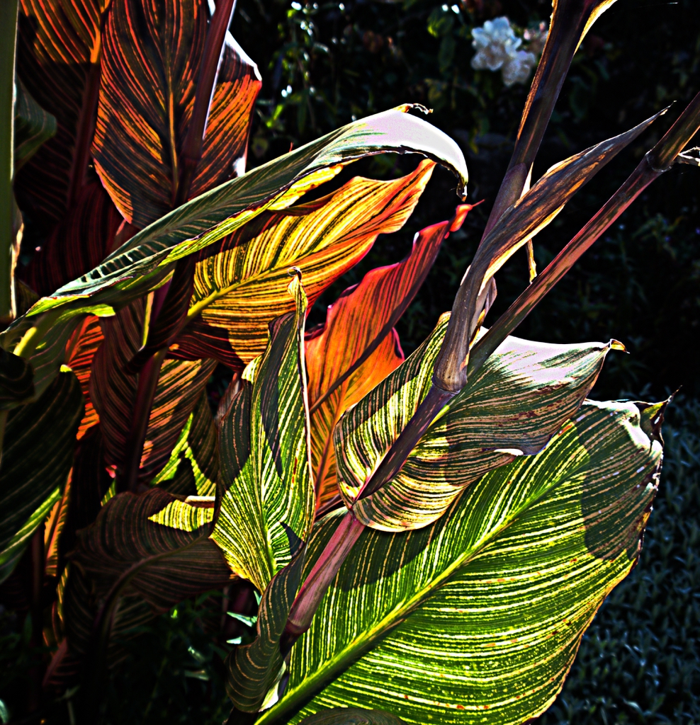 Leaves
