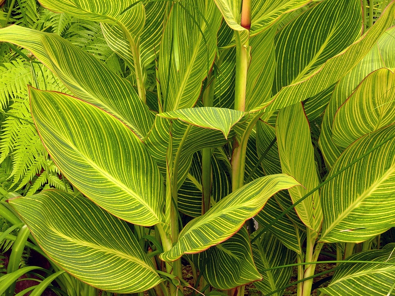 Large leaves variegated with yellow veins.