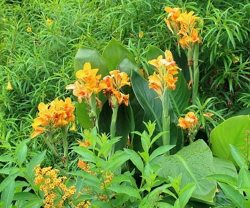 Large leaves and yellow flowers spotted with orange.