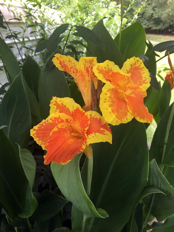 Orange flowers with yellow margins spotted with orange.