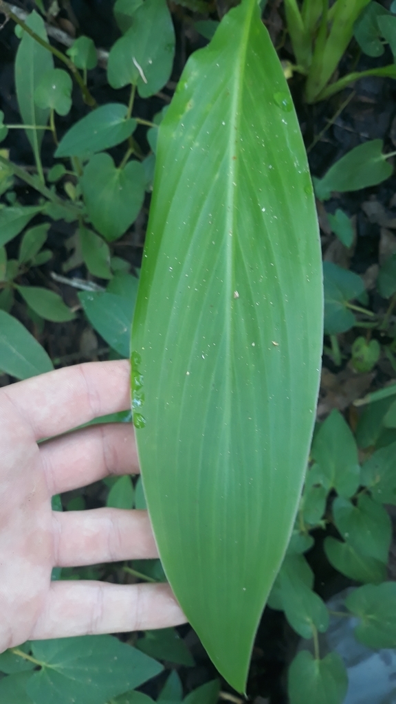 Leaf detail