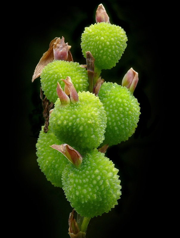 Erect stalk of warty green capsules.