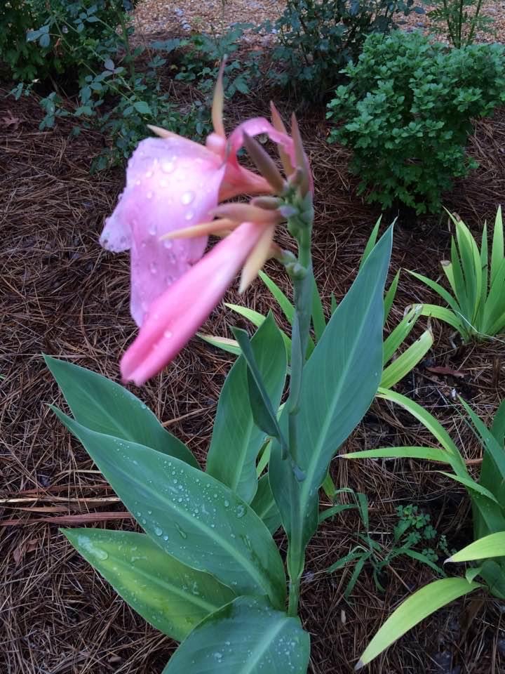 'Panache' form, Wake County, NC